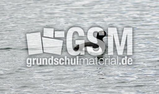 Reiherente (4 von 12).jpg